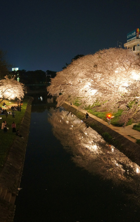 岡崎城夜桜