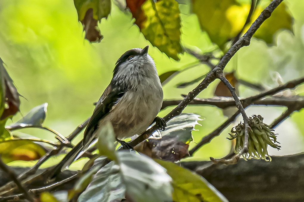 公園で出会えた鳥たち