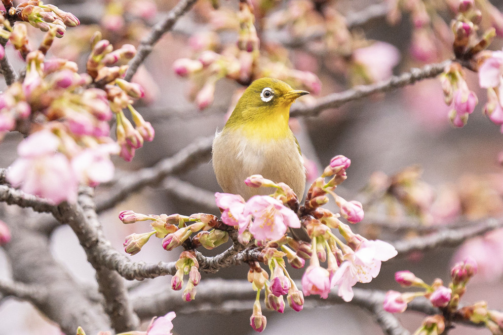 河津桜とメジロ