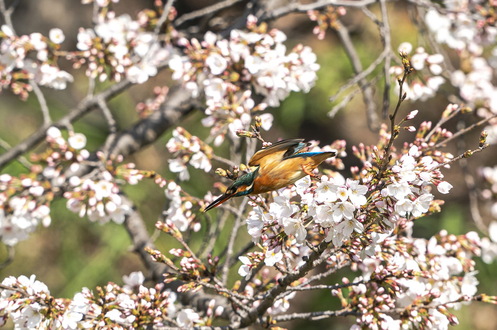 桜とカワセミ