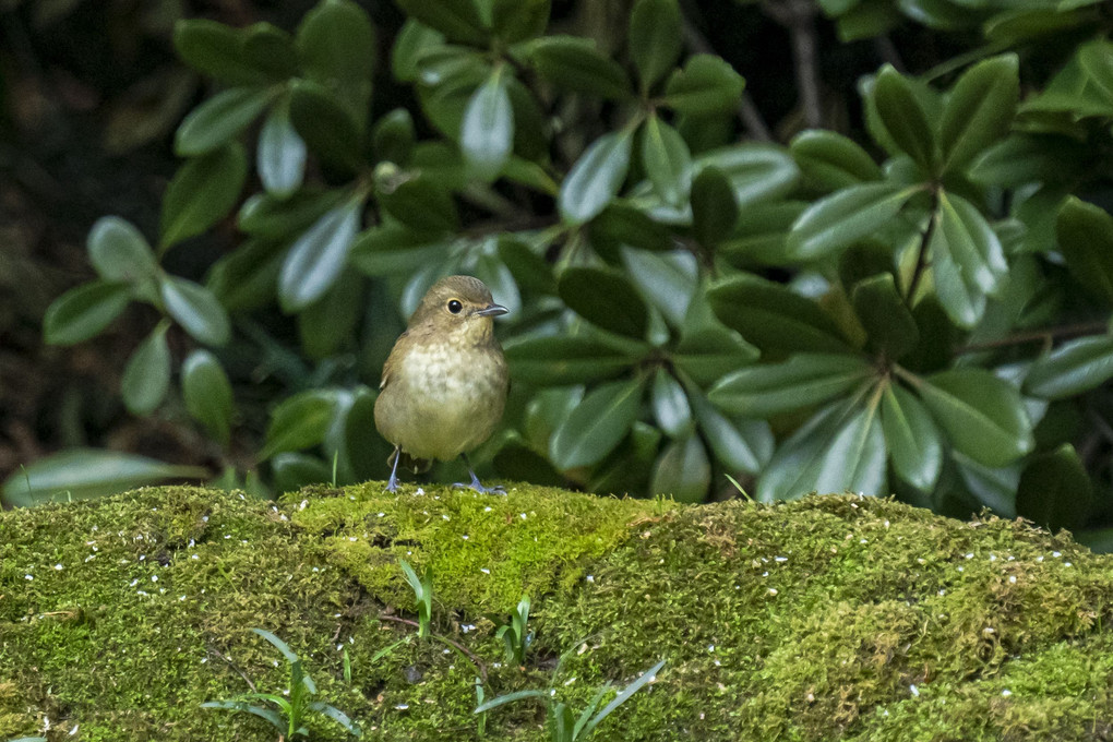 水場の鳥たち