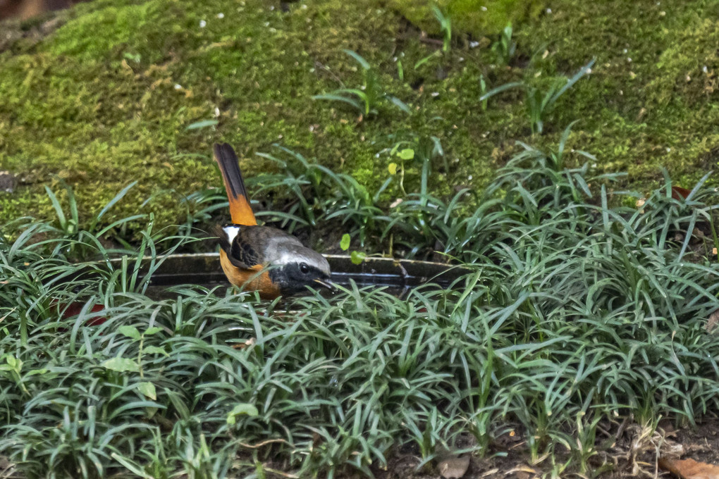 水場の鳥たち