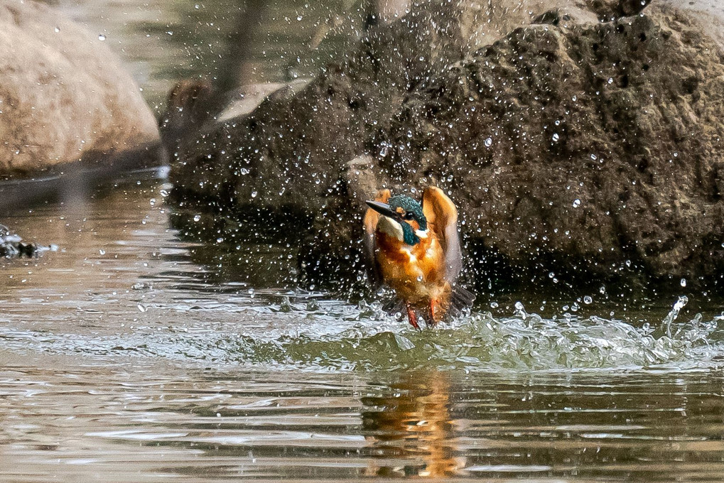 カワセミの水浴び