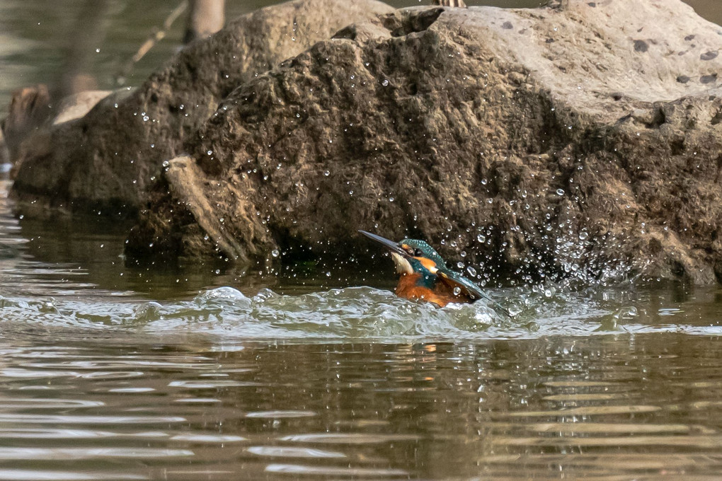 カワセミの水浴び