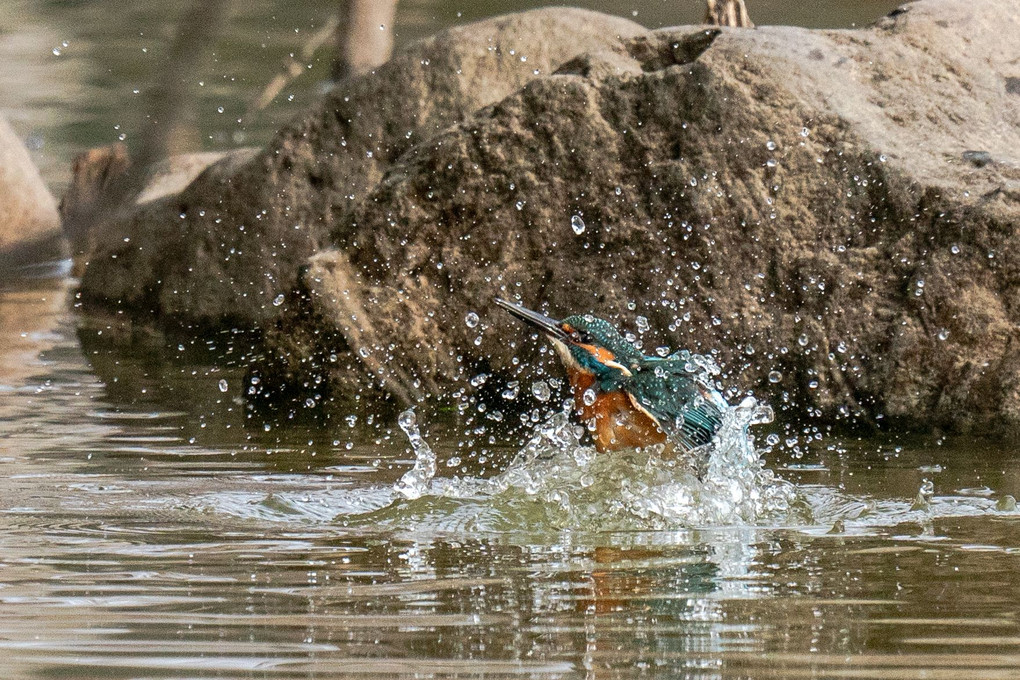 カワセミの水浴び