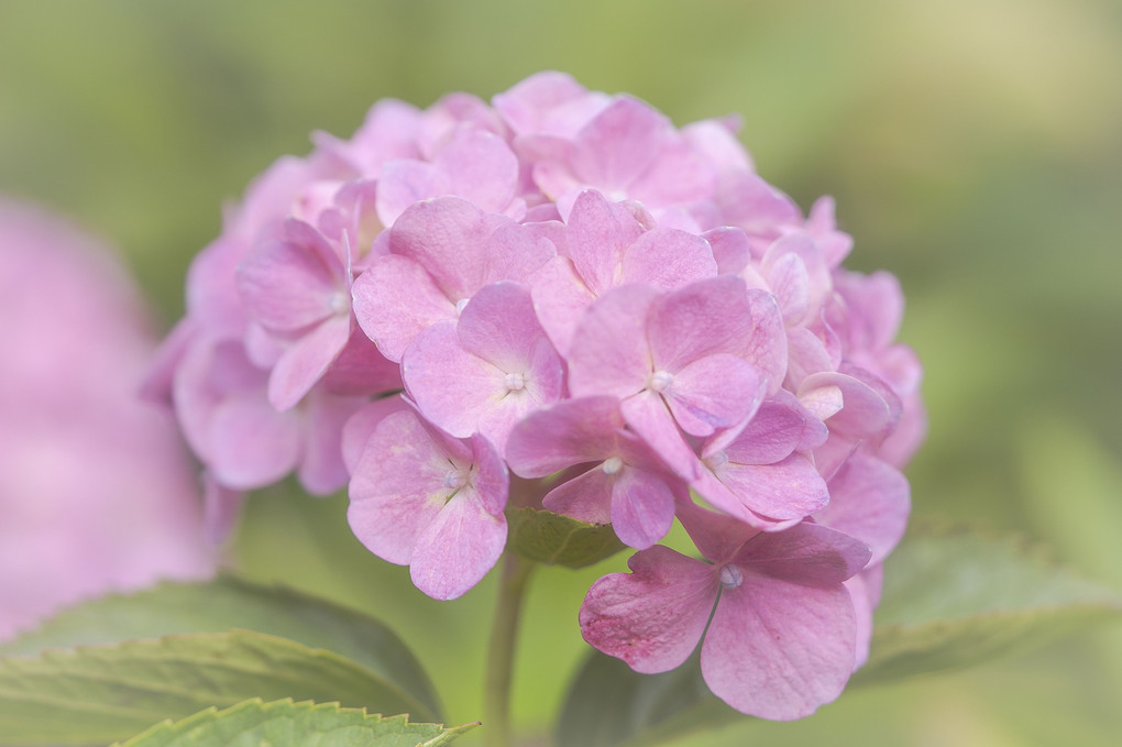 ６月の花　Ⅱ