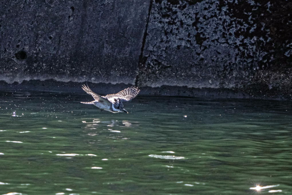 ダム湖のヤマセミ