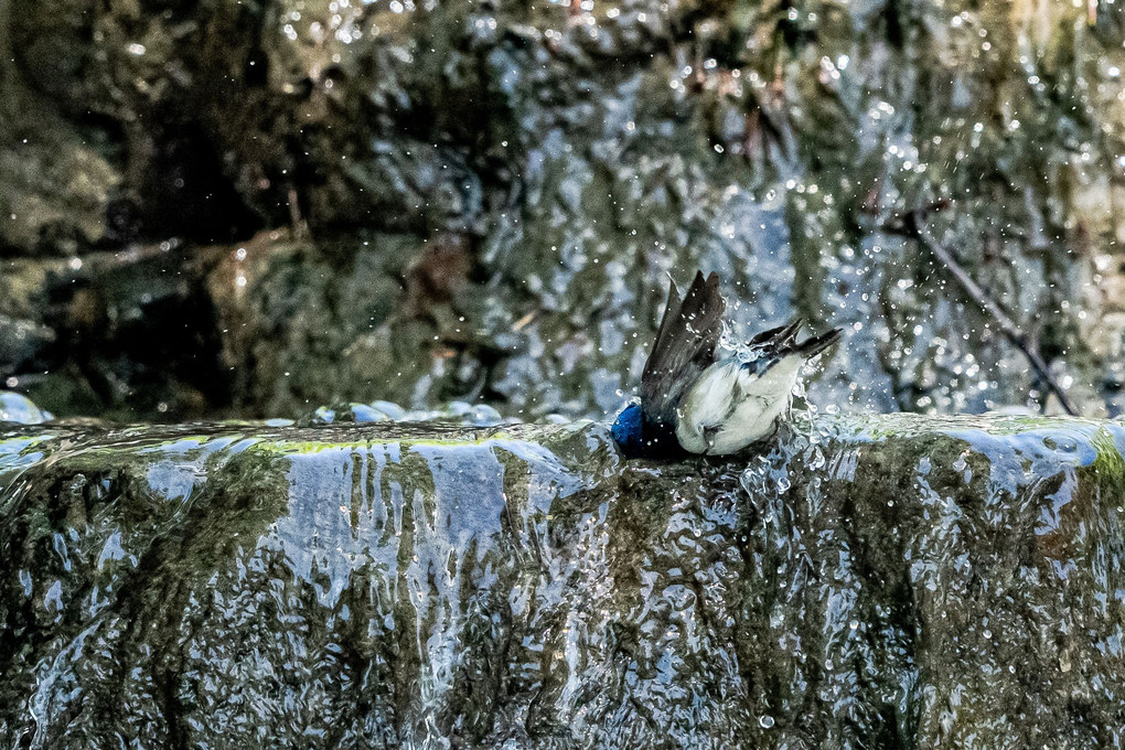 水辺のオオルリ