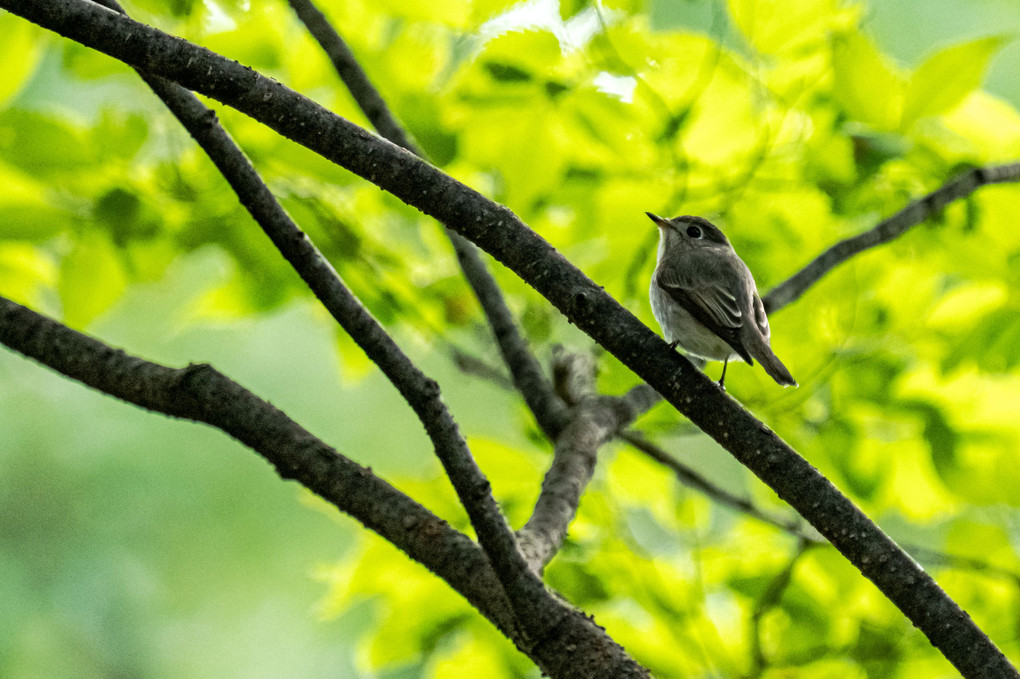 本日の公園の鳥たち