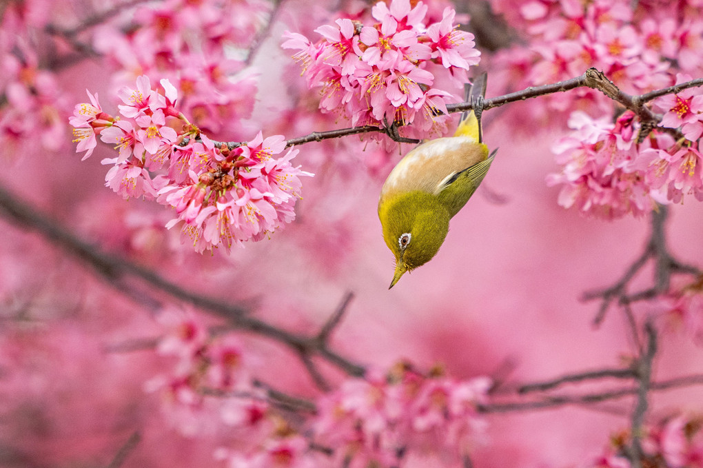 オカメ桜とメジロ