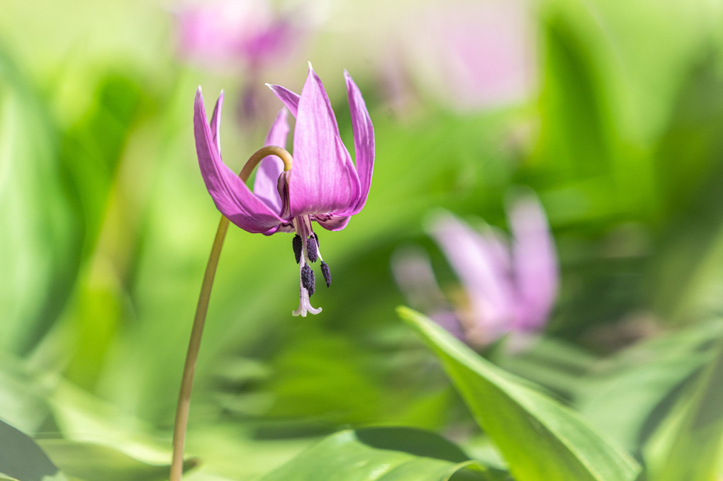 カタクリの花