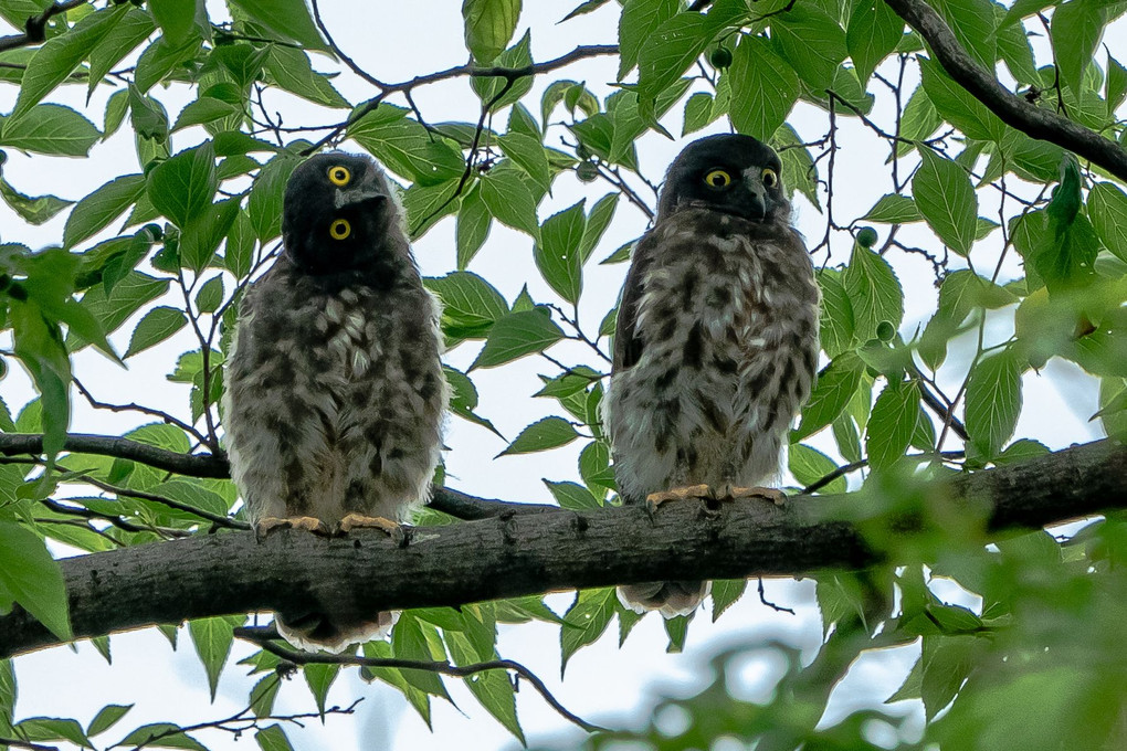 アオバズクの幼鳥