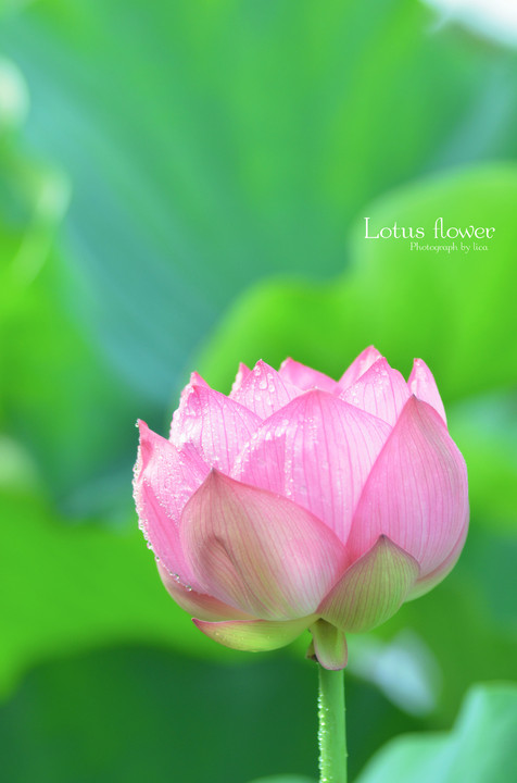 LotusFlower