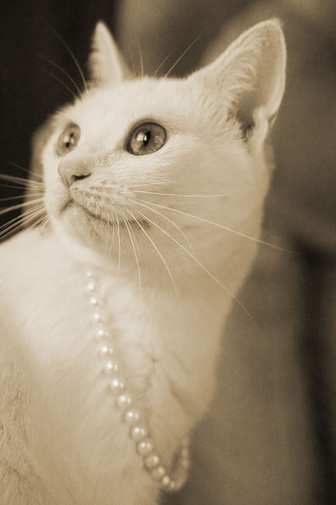 猫に真珠