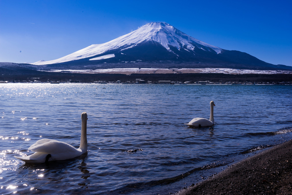 白鳥と富士の湖