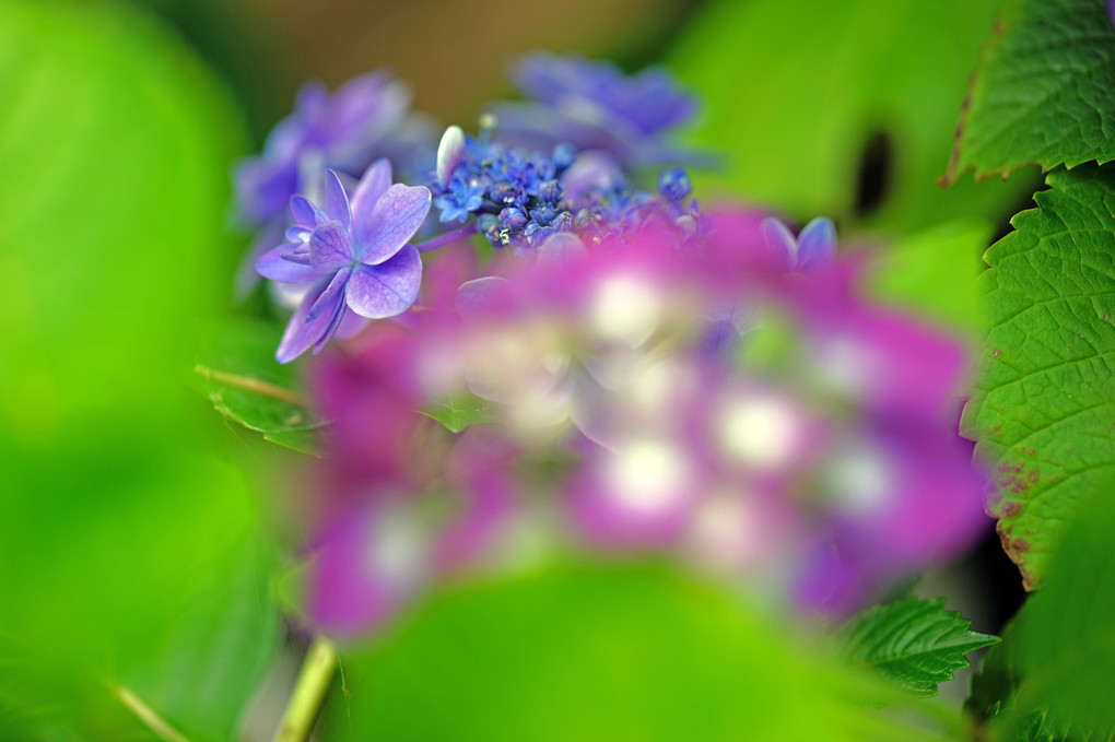 紫陽花まくり