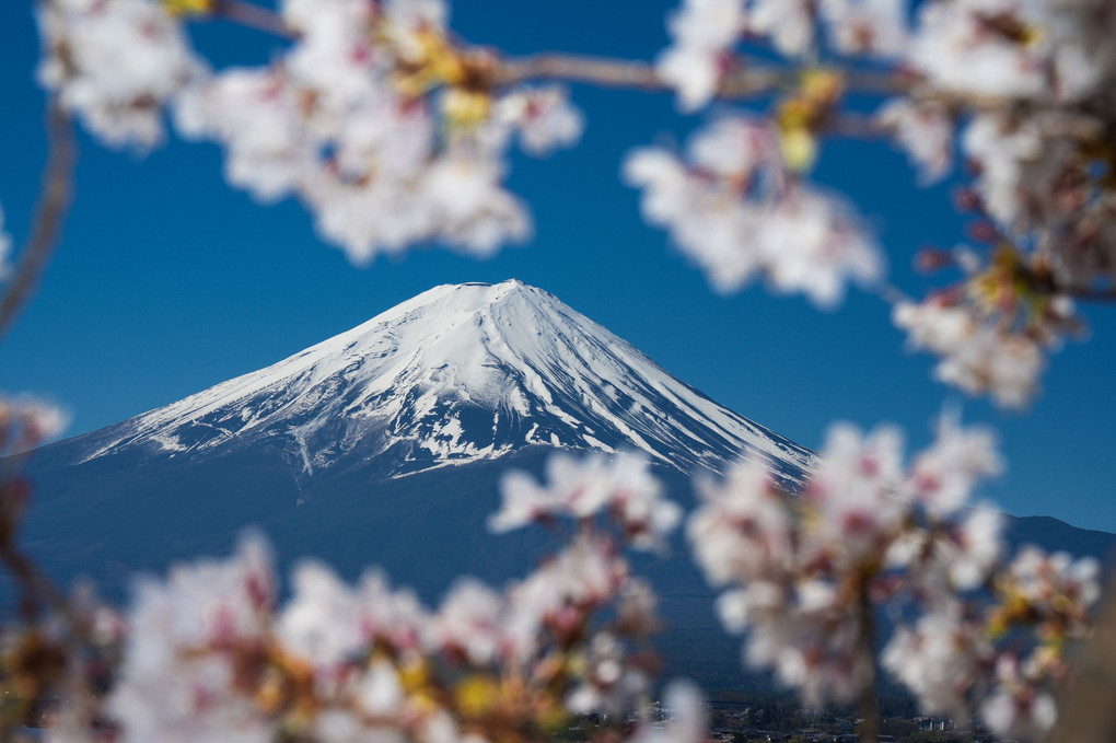 河口湖の桜と富士　その６