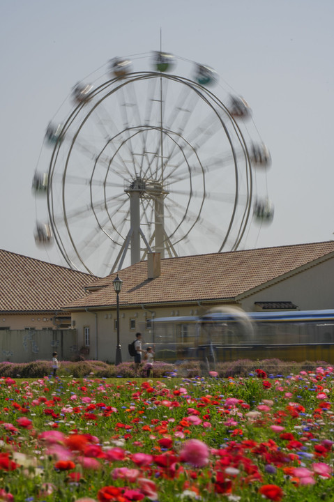 ポピーと観覧車