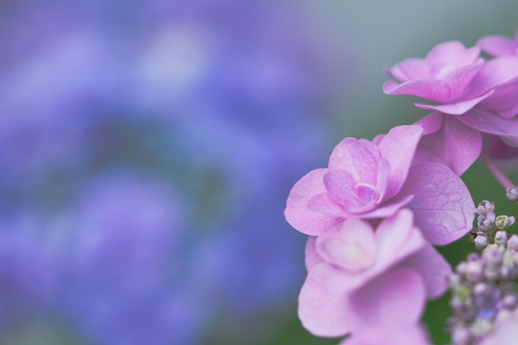 午後の紫陽花