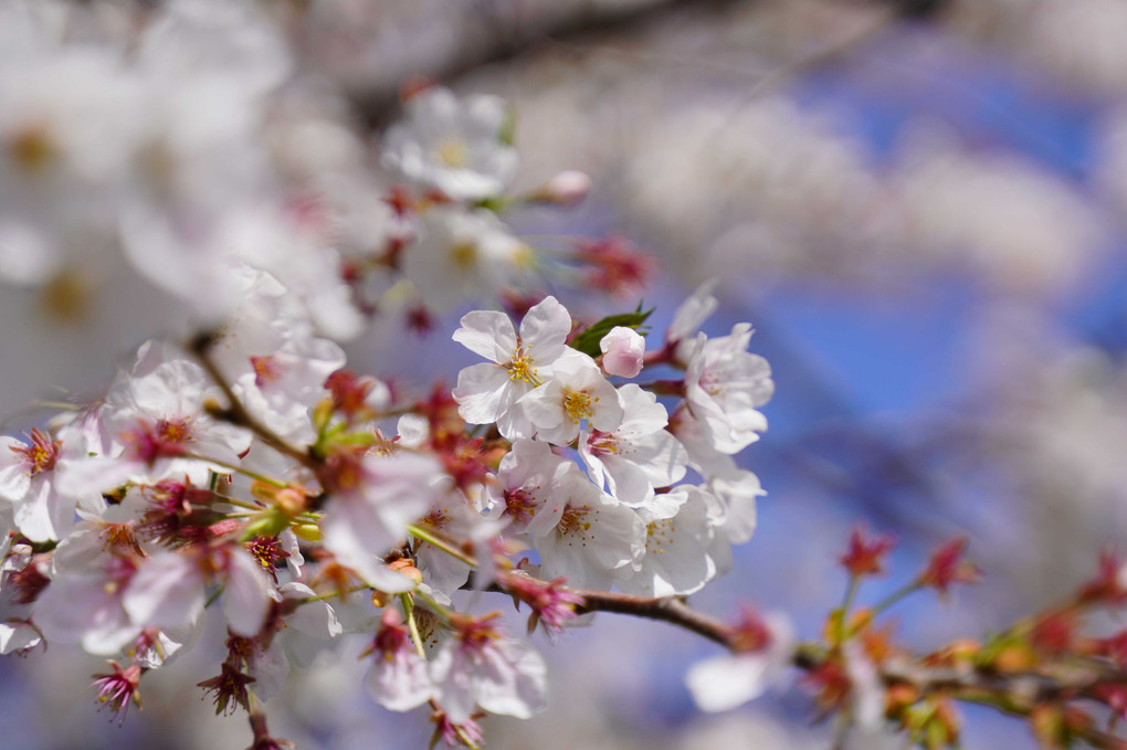 こんな時期なんで、散る前に庭の桜をパチリ