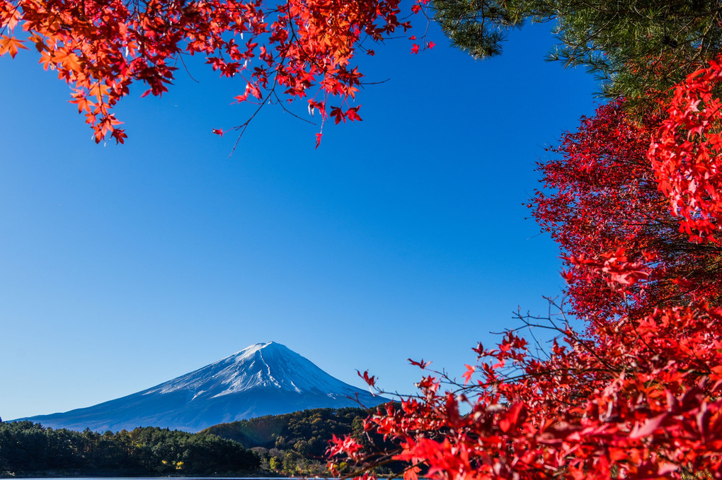 紅葉に囲まれた富士山