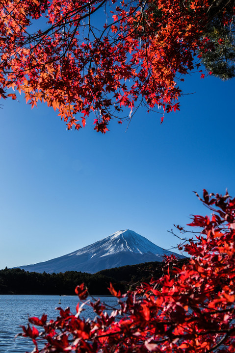 紅葉に囲まれた富士山　縦バージョン