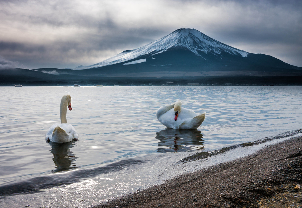 雪雲の富士と白鳥