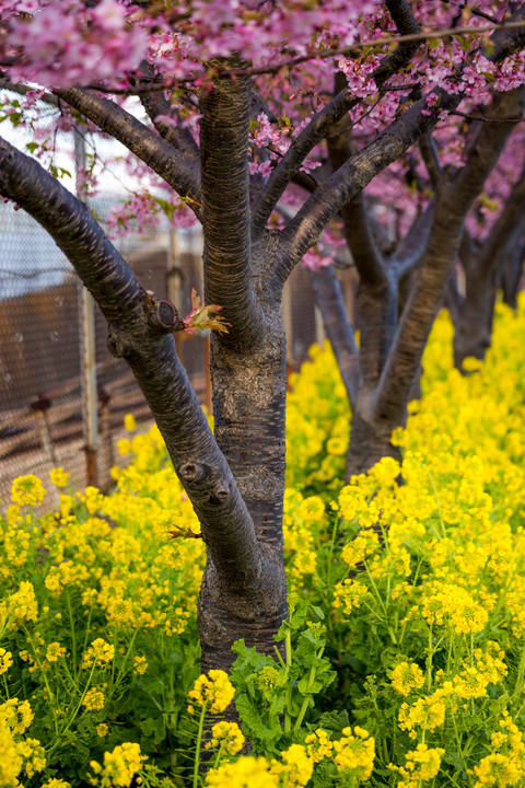 桜の木の下の菜の花