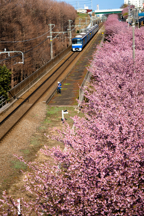桜と青の京急