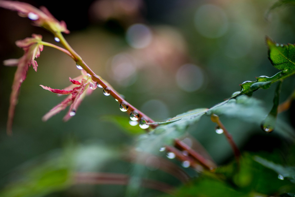 雨粒