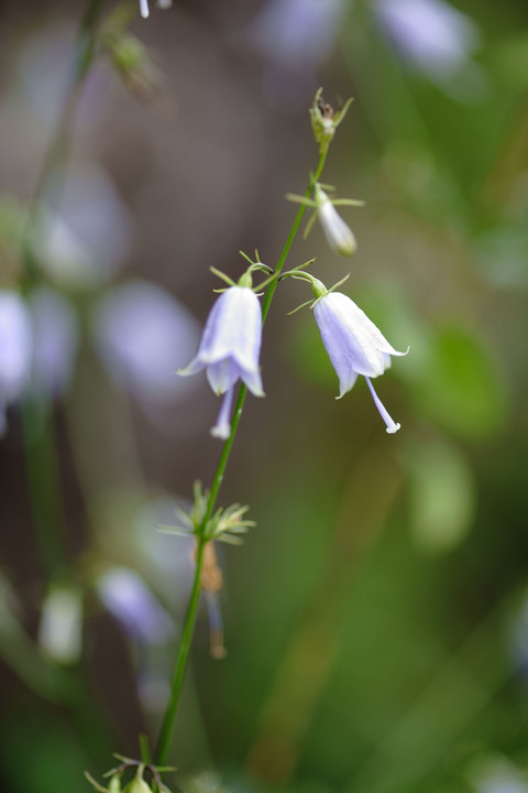 六甲高山植物園　の　可愛い花