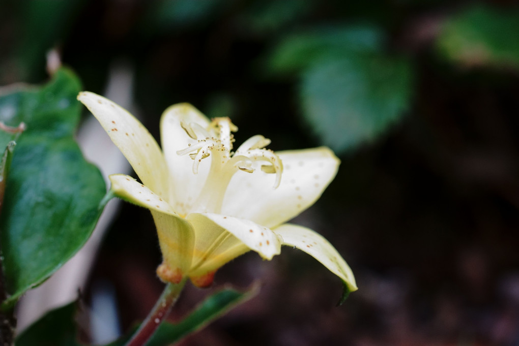 六甲高山植物園　の　可愛い花