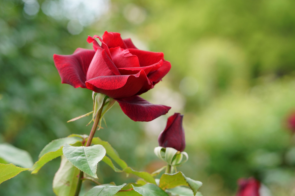 須磨離宮公園の薔薇🌹