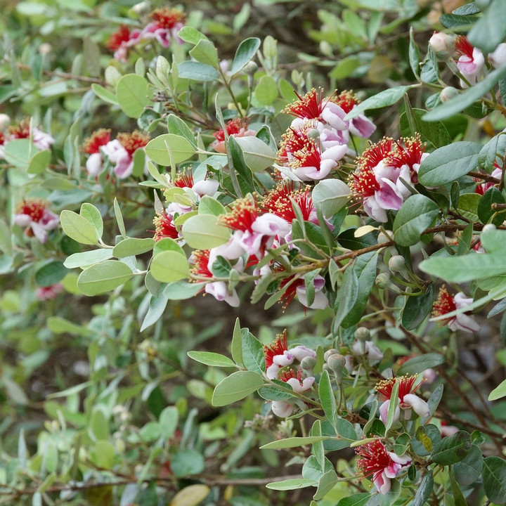 フェイジョア　の花