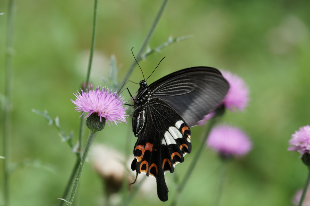 思い出の　黒い蝶