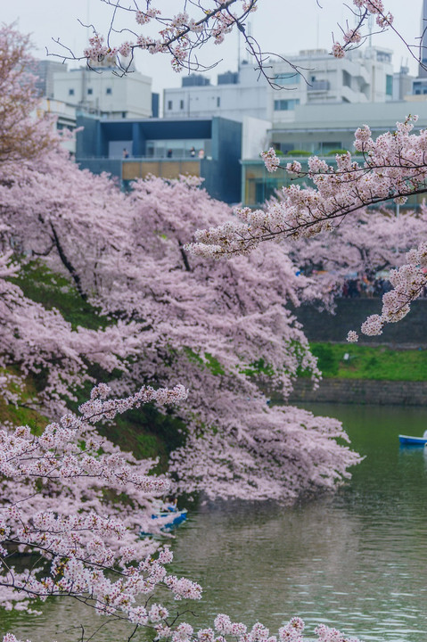 なだれこむ桜　'2015