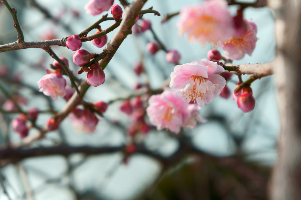 開花♪