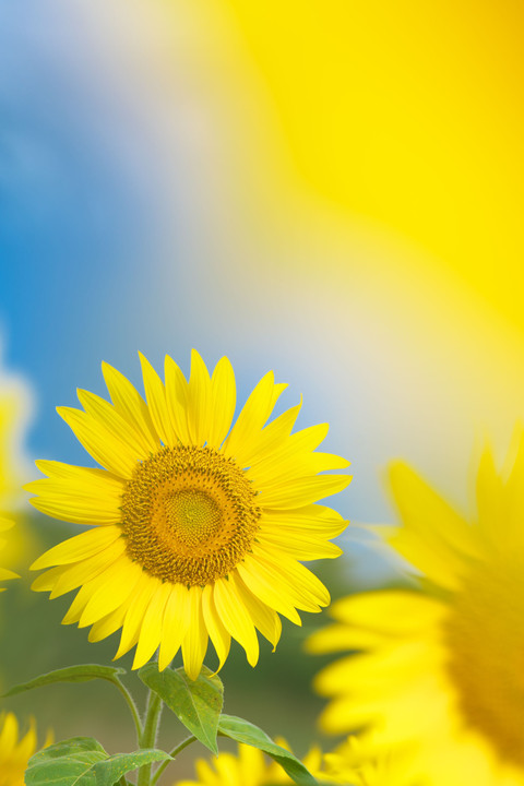 The Sun Flower