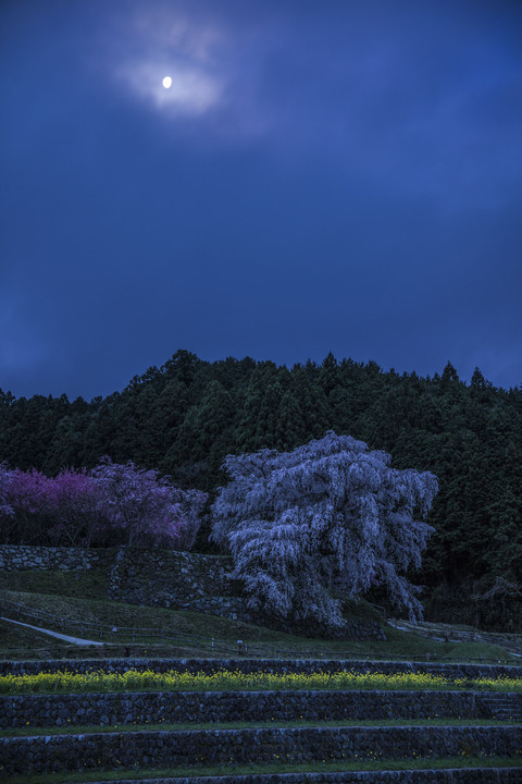 大和路の桜