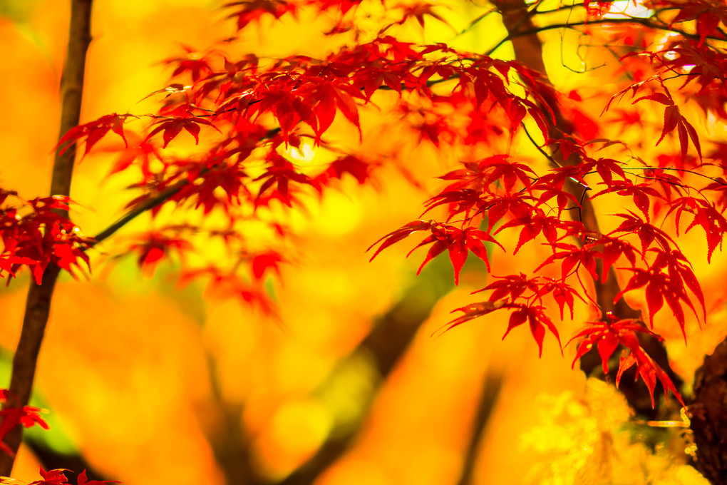 昇仙峡・紅葉の季節