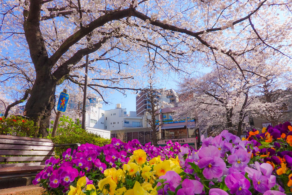 国立駅前の桜