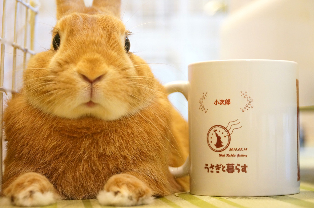 With Rabbit Gallery 入賞！