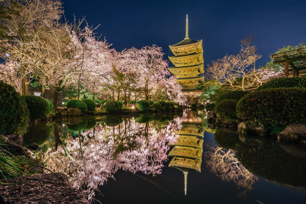 世界遺産 東寺の夜桜ライトアップ