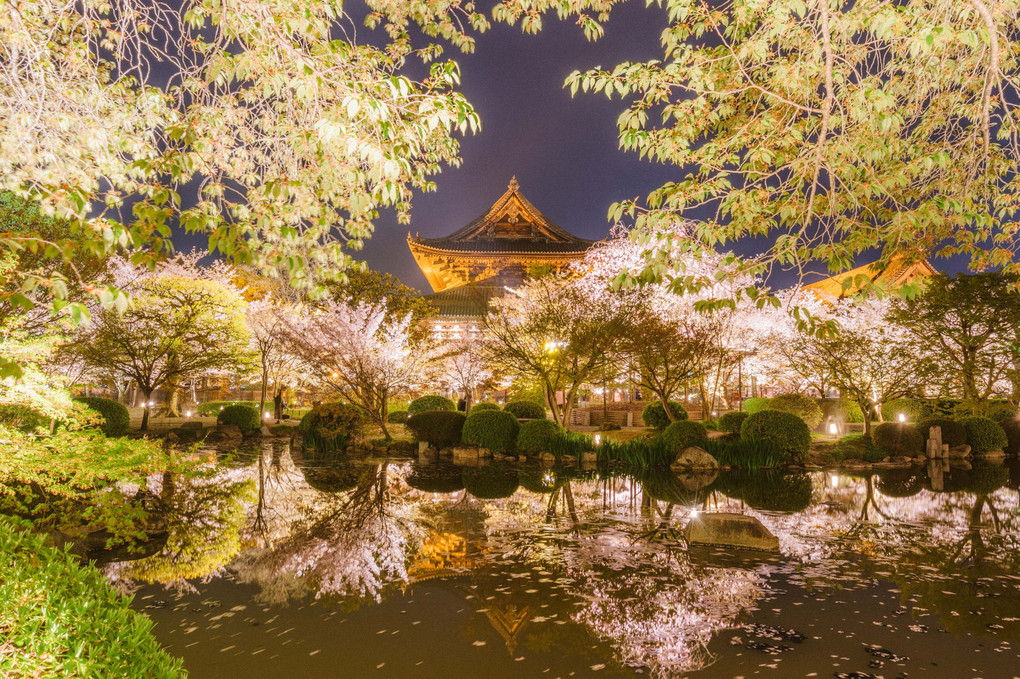 世界遺産 東寺の夜桜ライトアップ