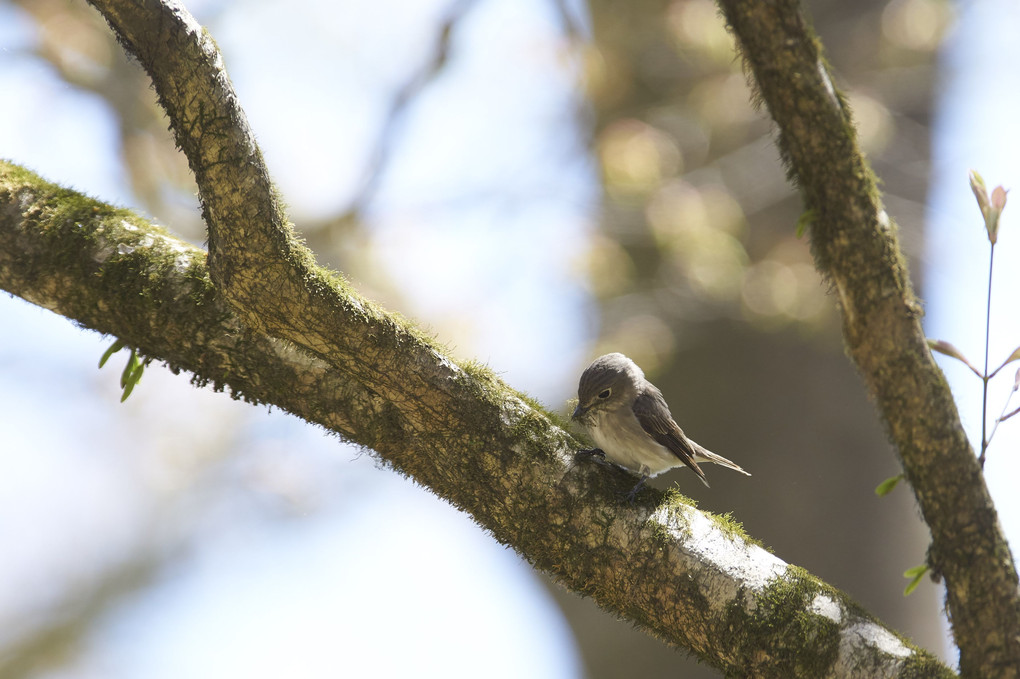 2019栃木県民の森の野鳥