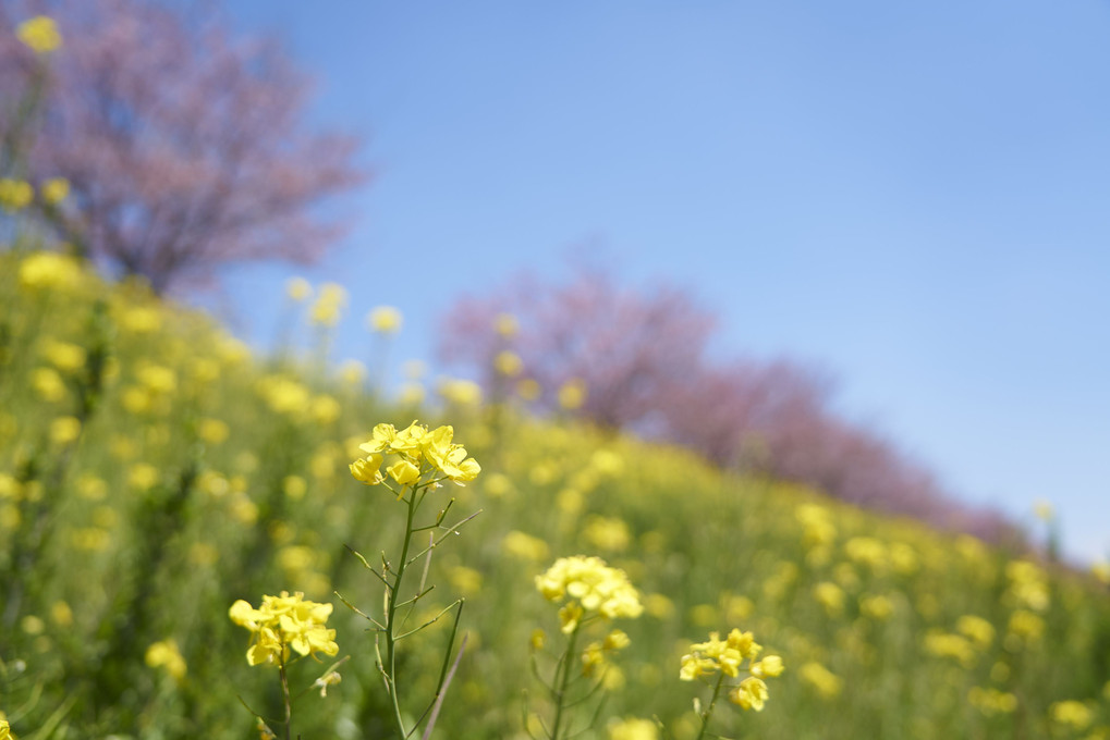 思川桜と菜の花