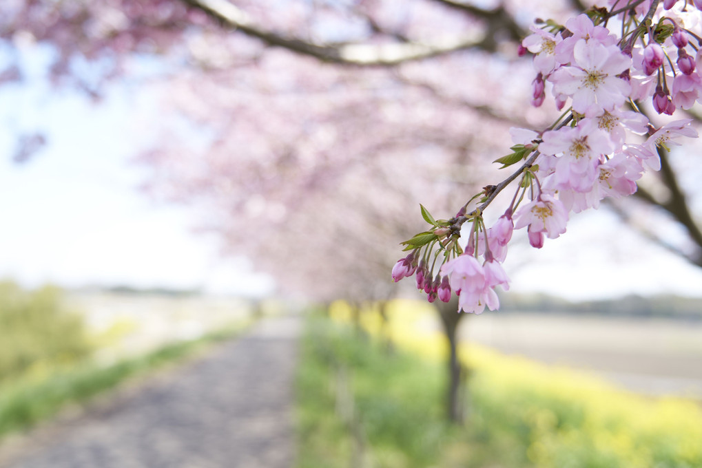 思川桜と菜の花