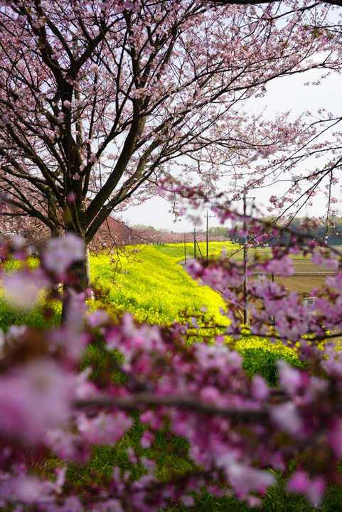 思川桜と菜の花