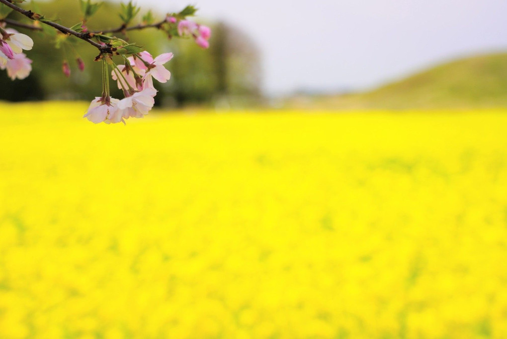 琵琶塚古墳の桜