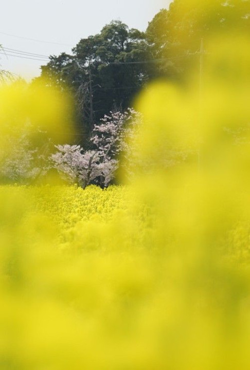 琵琶塚古墳の桜